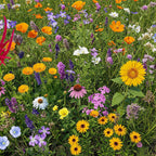 Ferry-Morse Pollinator Lover’s Mix Bulk Wildflower Seeds, 1lb