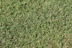 Centipede Grass Seed 5 Pound
